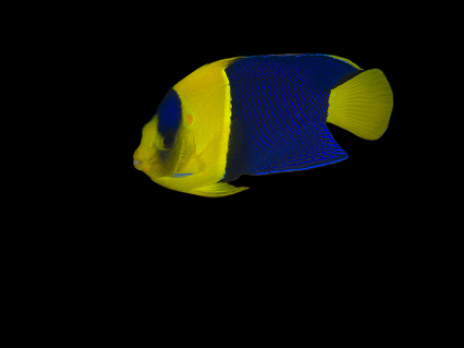 Centropyge bicolor M