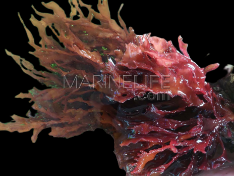Ceramium sp. M