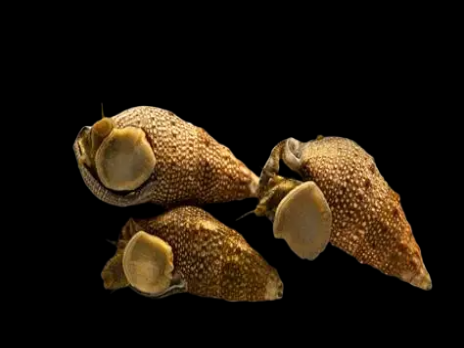 Cerithium echinatum M (Lot de 10)