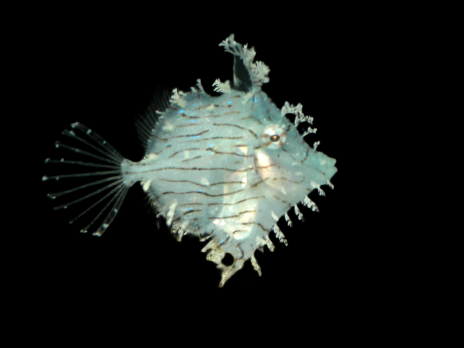 Chaetodermis penicilligerus 5-8 cm