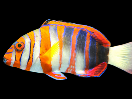 Choerodon fasciatus 12-15cm AUSTRALIE