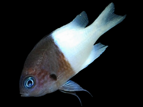 Chromis margaritifer 3-5 cm