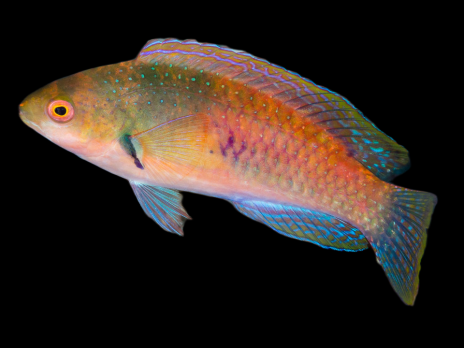 Cirrhilabrus ryukyuensis Femelle