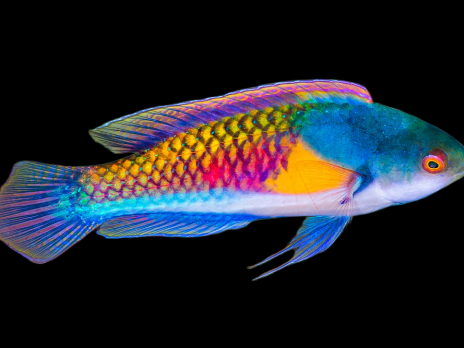 Cirrhilabrus ryukyuensis M&acirc;le