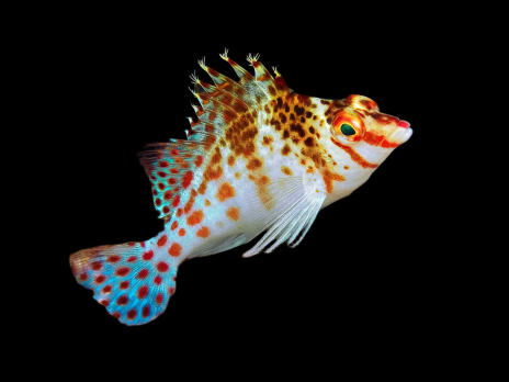 Cirrhitichthys falco 2-4cm