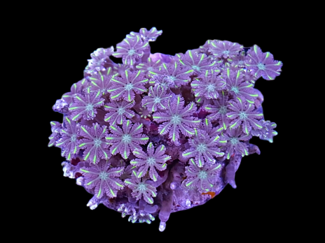 Clavularia sp. M Green