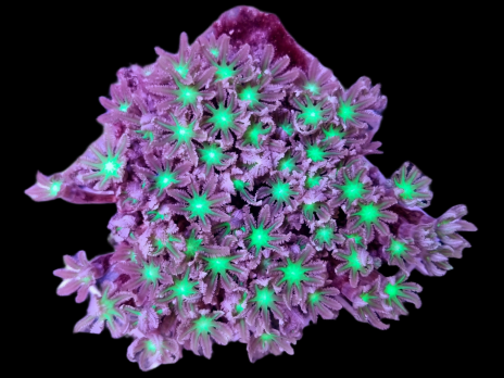 Clavularia sp. M Metallic green