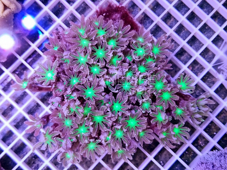 Clavularia spp.