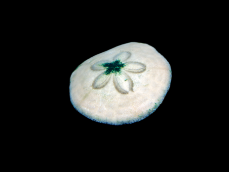Clypeaster spp 3-5cm