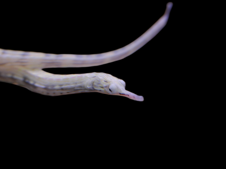 Corythoichthys intestinalis M