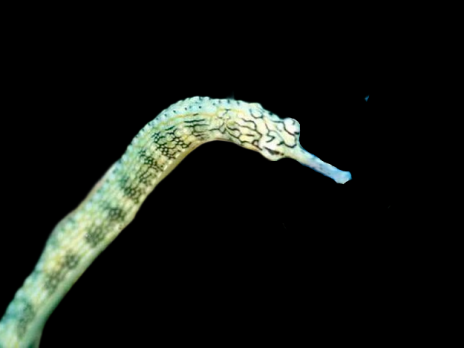 Corythoichthys polynotatus M
