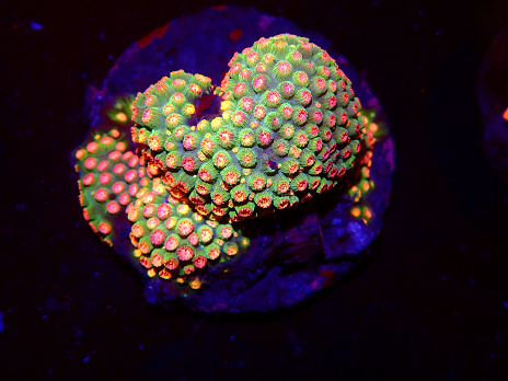 Cyphastrea spp selected N04