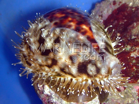 Cypraea tigris 6-10 cm