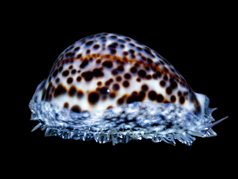 Cypraea tigris 6-10 cm