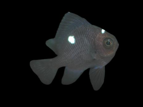 Dascyllus trimaculatus M
