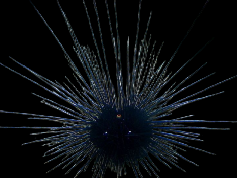 Diadema savignyi M Zebra