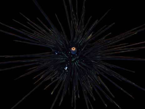 Diadema setosum 5-8 cm