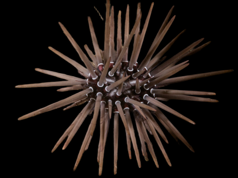 Echinometra mathaei 5-6 cm