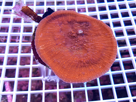 Echinophyllia aspera FULL orange MEDIUM