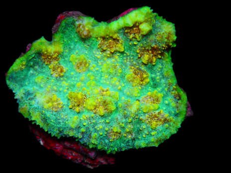 Echinophyllia sp. 6-10cm Green