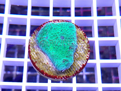 Echinophyllia spp green