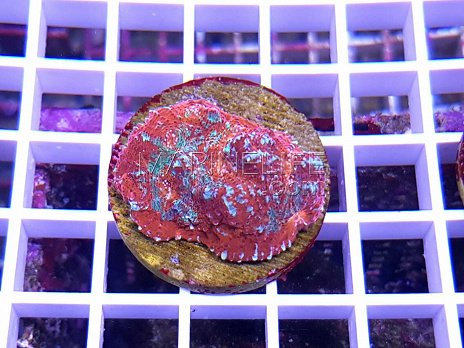 Echinophyllia spp tricolor