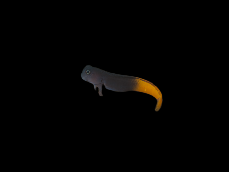 Ecsenius bicolor 5-7 cm
