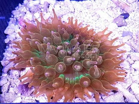 Entacmea quadricolor Sunburst 01
