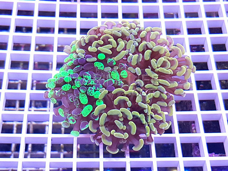 Euphyllia paraancora garden mix