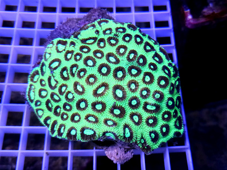 Favia sp.