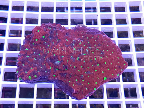 Favites pentagona red