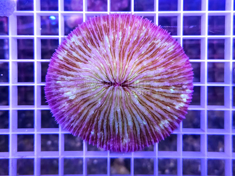 Fungia sp.