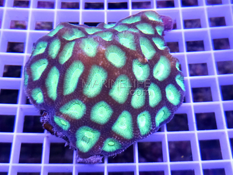 Goniastrea sp.