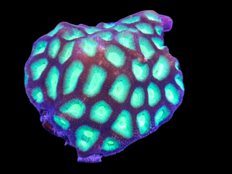 Goniastrea sp. 7-8 cm Violet