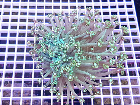 Goniopora stokesi