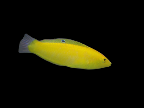 Halichoeres chrysus M/L