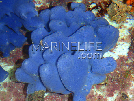 Haliclona sp. M BLUE