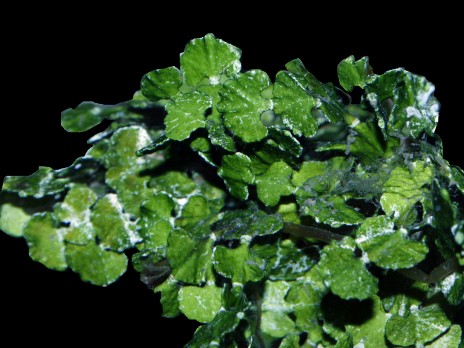 Halimeda opuntia M