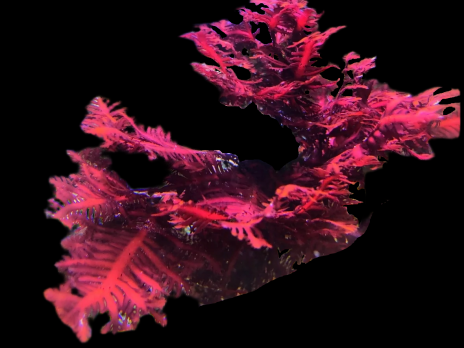 Haliptilon sp. 8-12 cm