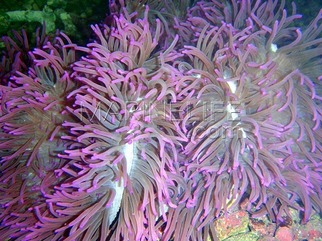 Heteractis crispa