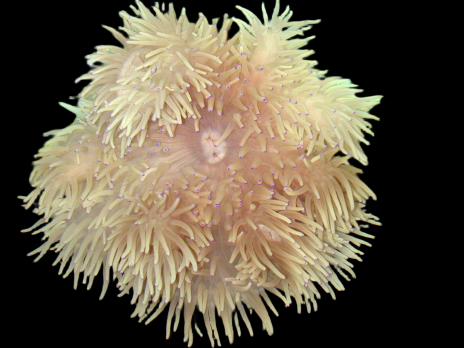 Heteractis crispa M