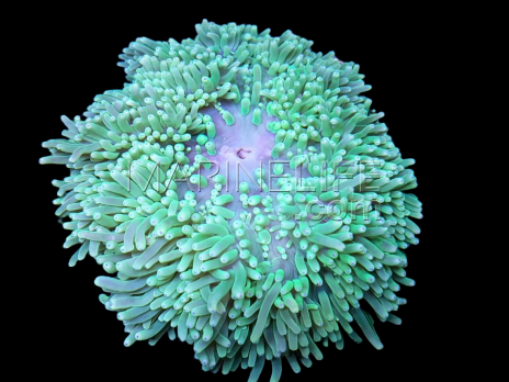 Heteractis malu M Green