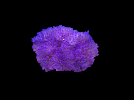 Heteractis malu M Purple Sand Anemone