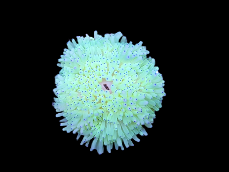 Heteractis malu M White