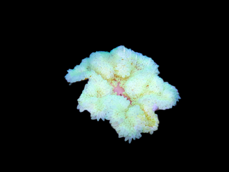Heteractis malu M White Sand Anemone