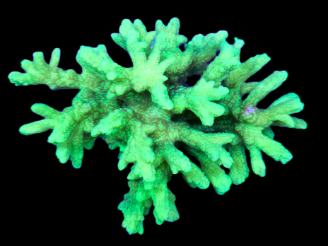Hydnophora rigida 7-8 cm Fluorescent