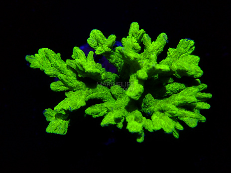 Hydnophora spp selected N01