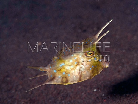 Lactoria cornuta Adulte