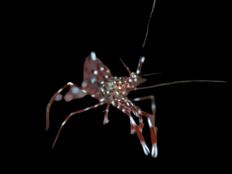 Leandrites cyrtorhynchus 3-4cm