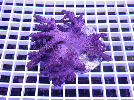 Lemnalia spp